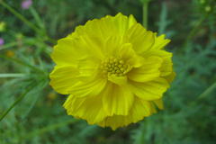 Cosmos bipinnatus